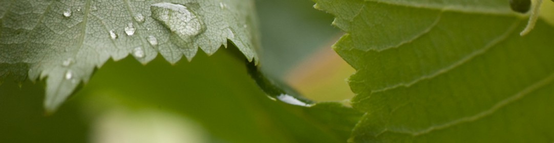 Simpler life blog