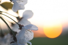 kirchenbluteSonnenuntergang