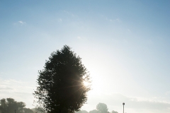 morningmistSiegpathweb